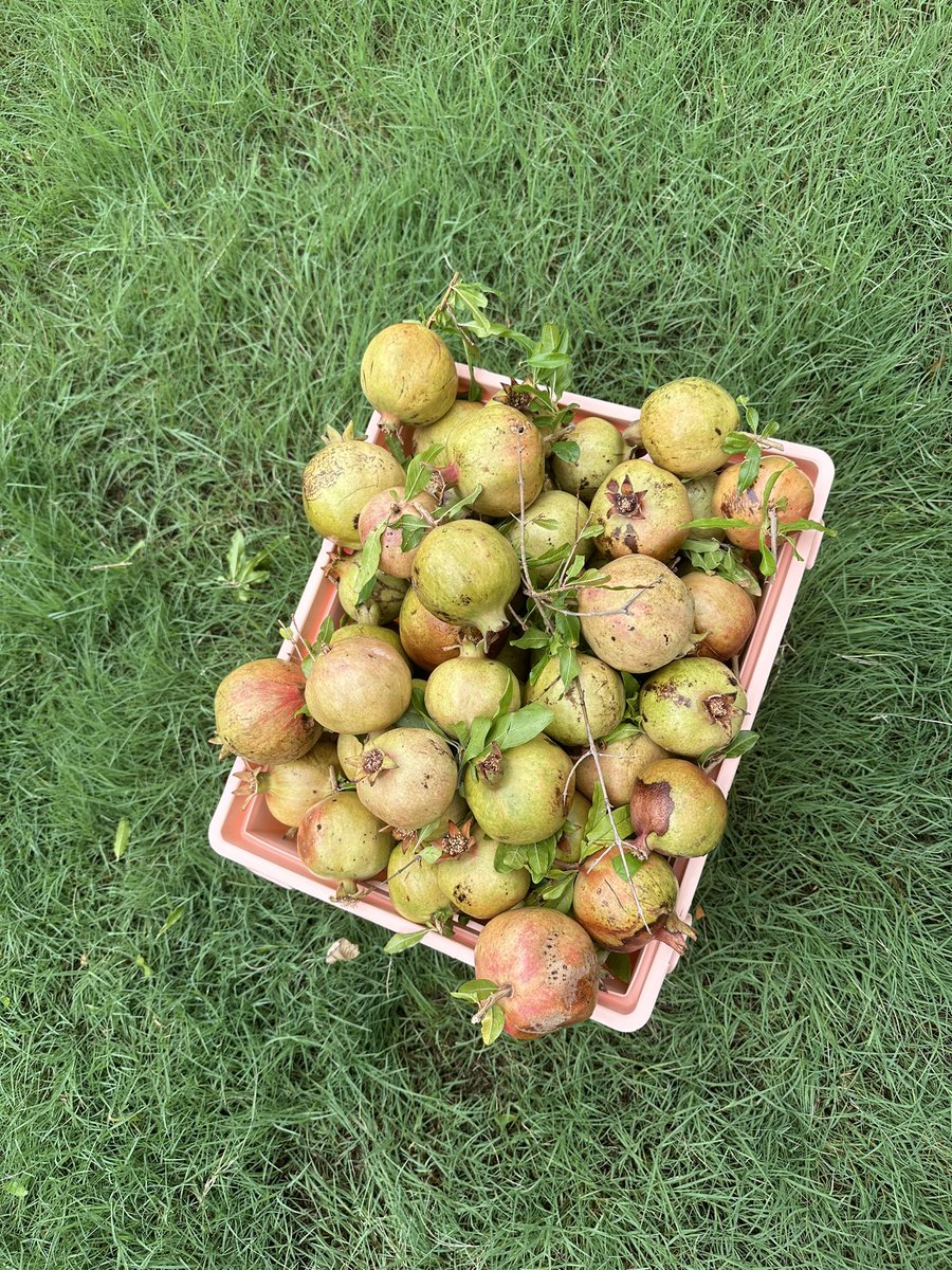 kadalcippi's tweet photo. Today’s harvest #Pomegranate #Pomos #Organic https://t.co/cdpeuPzBF9