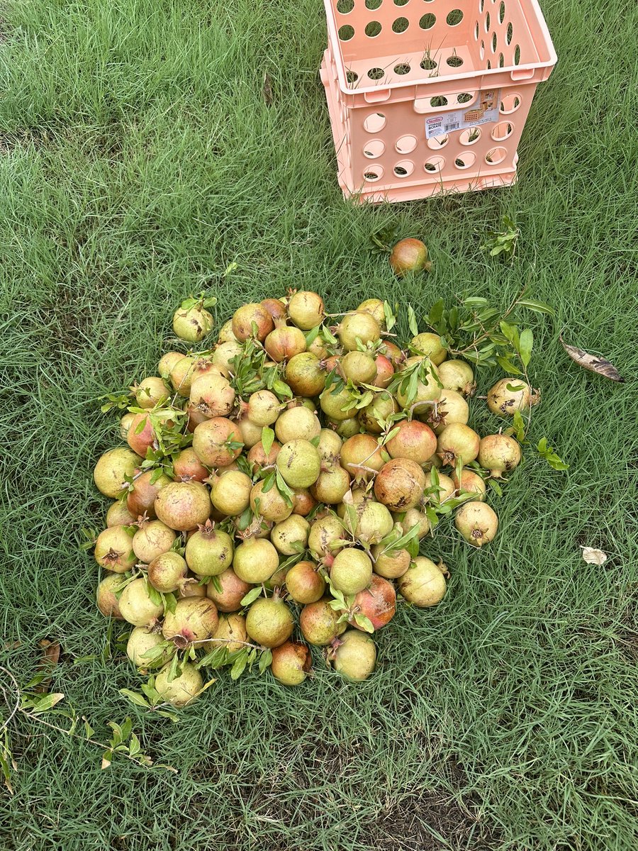 kadalcippi's tweet photo. Today’s harvest #Pomegranate #Pomos #Organic https://t.co/cdpeuPzBF9