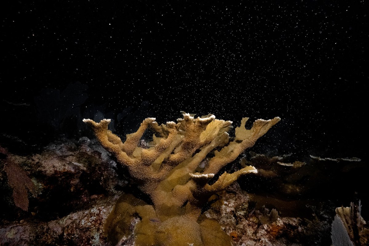 coralcrf's tweet photo. A majestic elkhorn coral in full spawn in August 2022, reminding us of nature's wonders and the vitality of our oceans. It's these moments of beauty and hope that fuel our mission, even through the challenges. Let's remember what we're fighting for. https://t.co/9Kz1rdkRgx