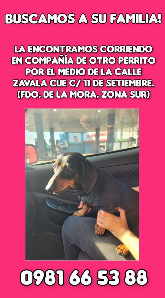 Salvando Hocicos Paraguay tweet media