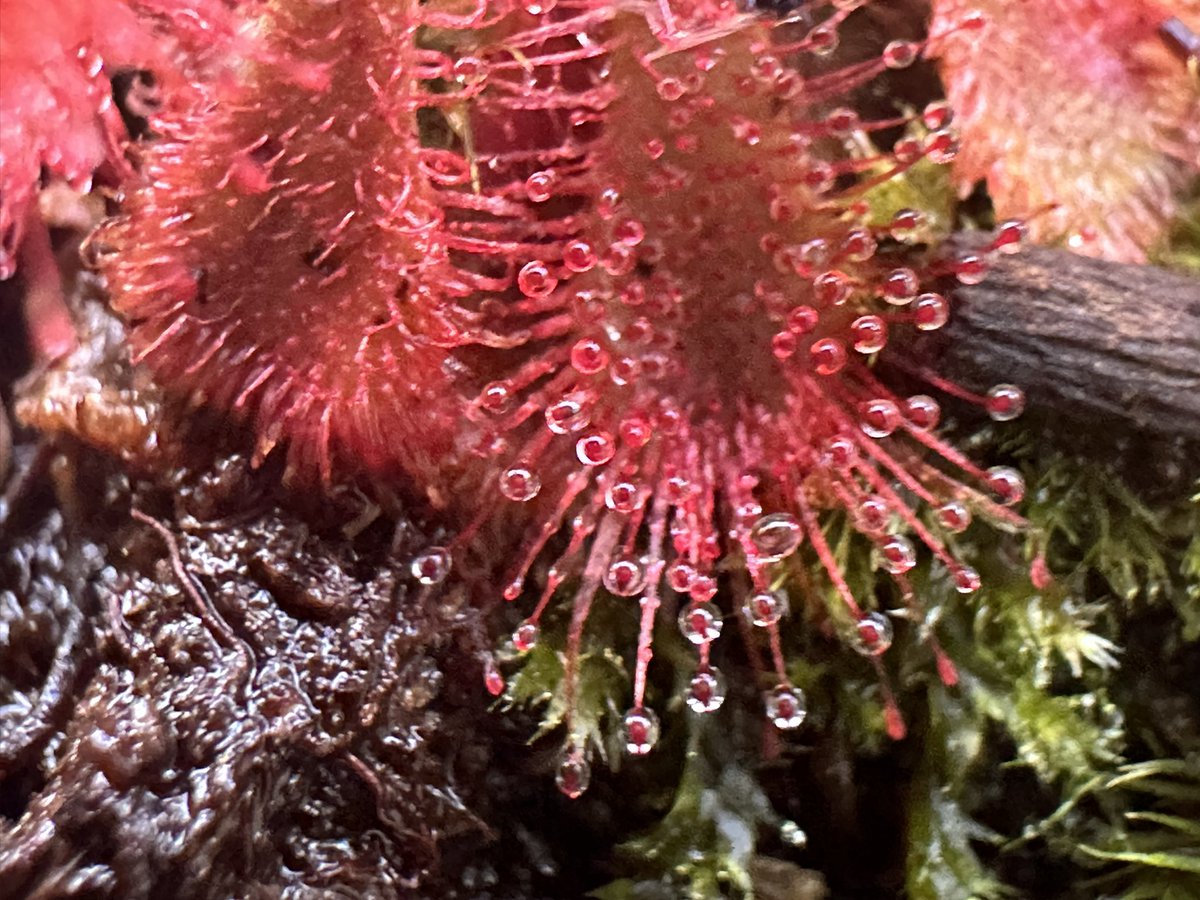 A.V. Greene tweet media