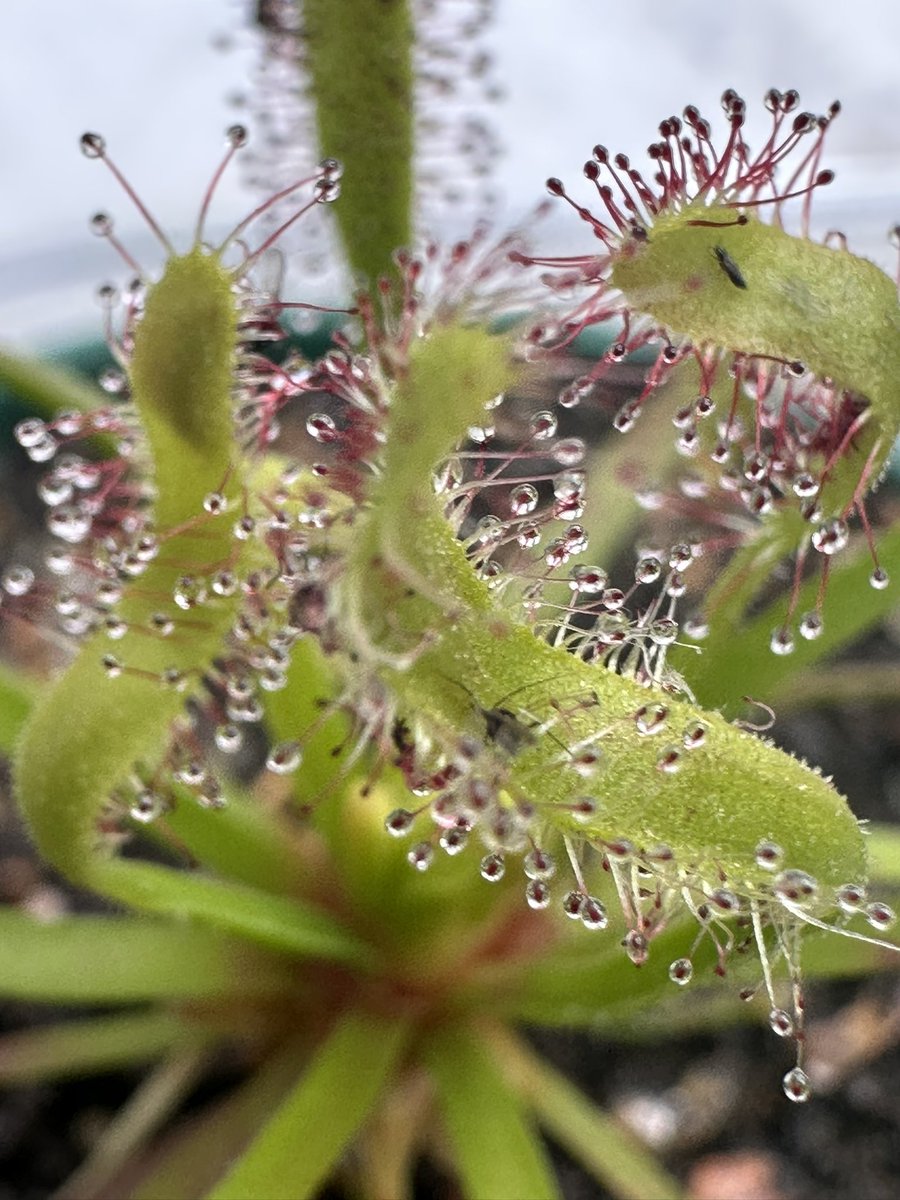 A.V. Greene tweet media