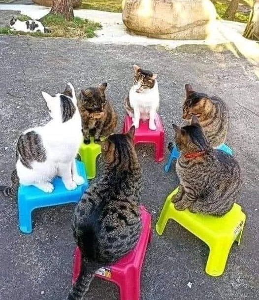 Dont Show Your Cat tweet media