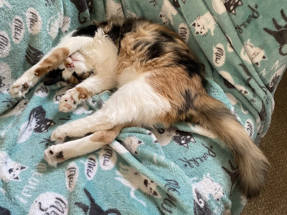 RocketCatRescue's tweet photo. Jasmine has reached peak relaxation~ #wobmob https://t.co/9dn1iaOdOC