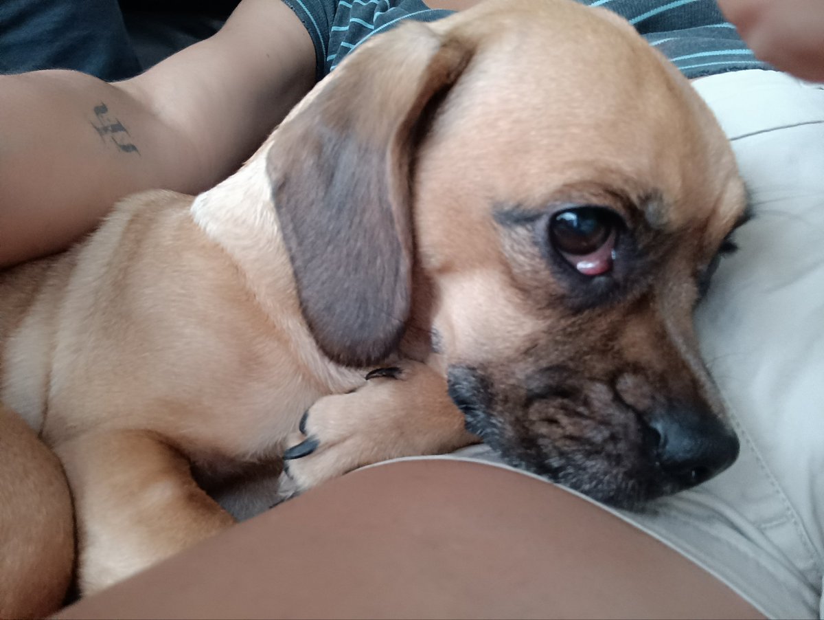 acarolab's tweet photo. Apenas mamá se sienta en el sofá https://t.co/WajYiMGLdO