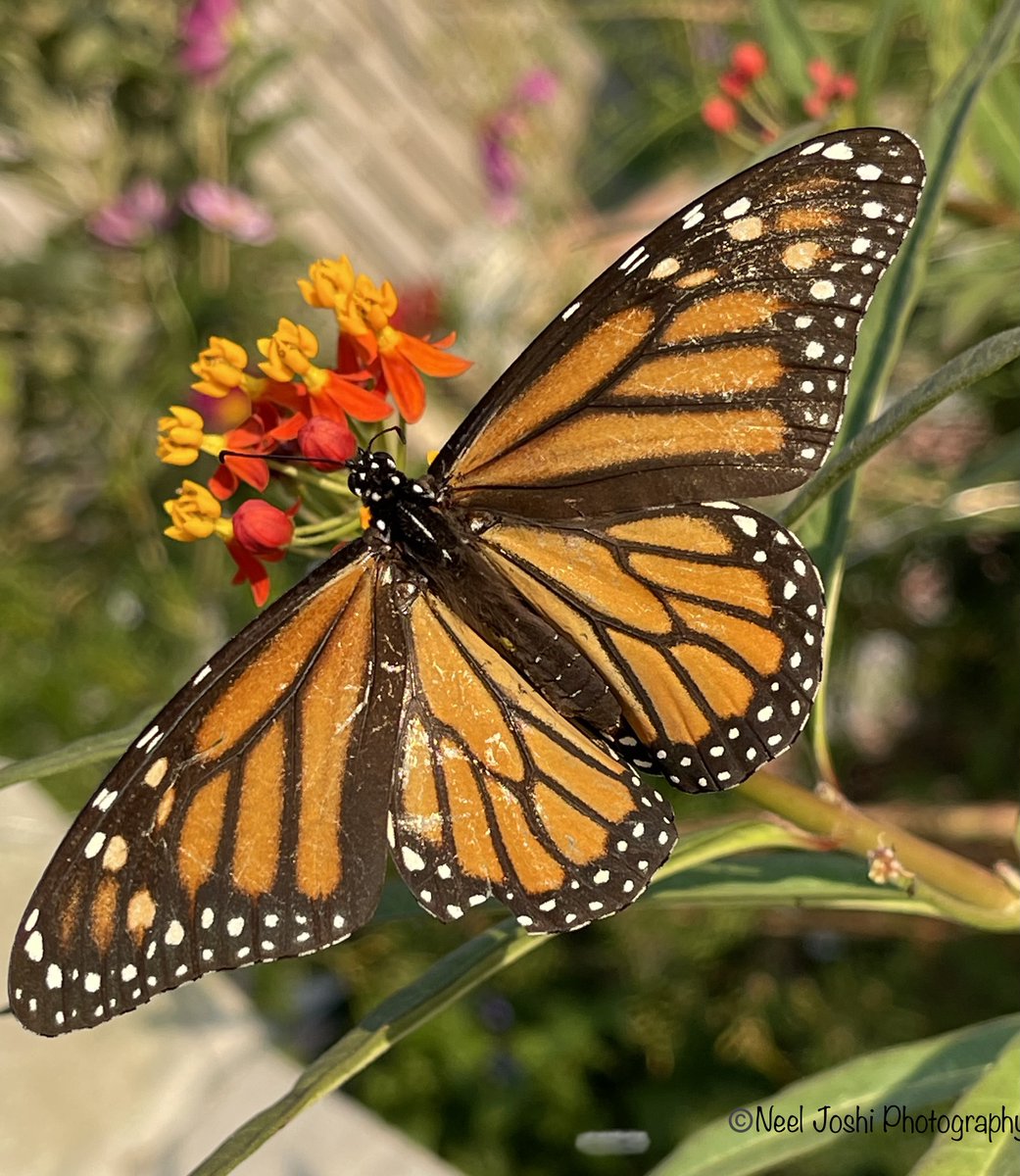 Monarch butterfly and the milkweed flower. #Insects #Butterfly #Nature #Wildlife