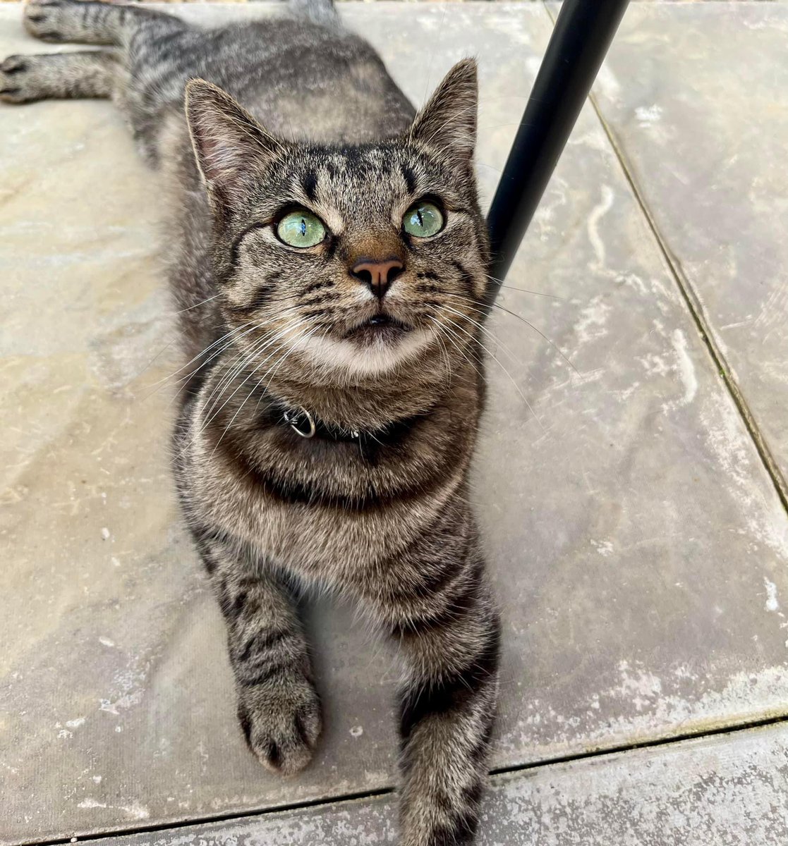 Al_Hawke's tweet photo. Belter weekend away in #Wales 🏴󠁧󠁢󠁷󠁬󠁳󠁿 visiting family &amp; exploring, but nice to be back home &amp; reunited with this little champ. 🐈‍⬛🏰⚔️🏴󠁧󠁢󠁷󠁬󠁳󠁿

#Travel #Weekend #Photography #Castle #Explore #Cat https://t.co/KiDTzvMws1