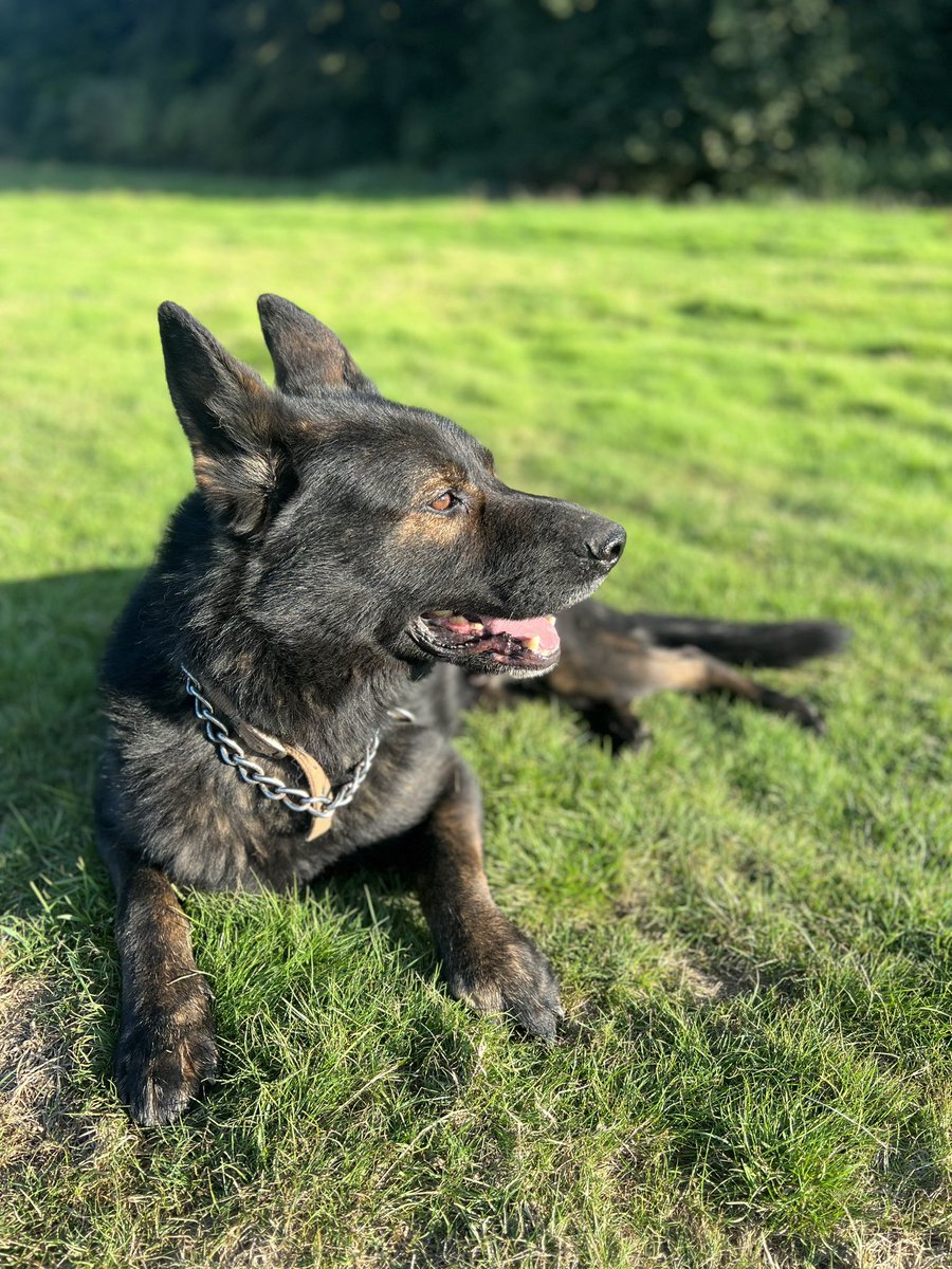 The new land shark is now happy walking around off lead, unless he sees a rabbit 🤦🏻‍♂️🤣