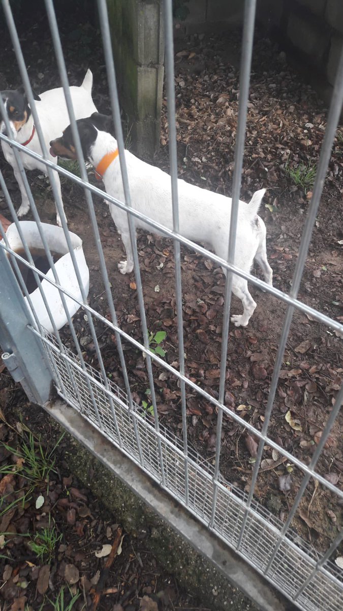 Se vende excelente camada de cachorros bodeguero ratonero andaluz puro. Buena genética, tamaño pequeño. Para más información contacten conmigo, sin compromiso!!
#perros #venta #bodeguero