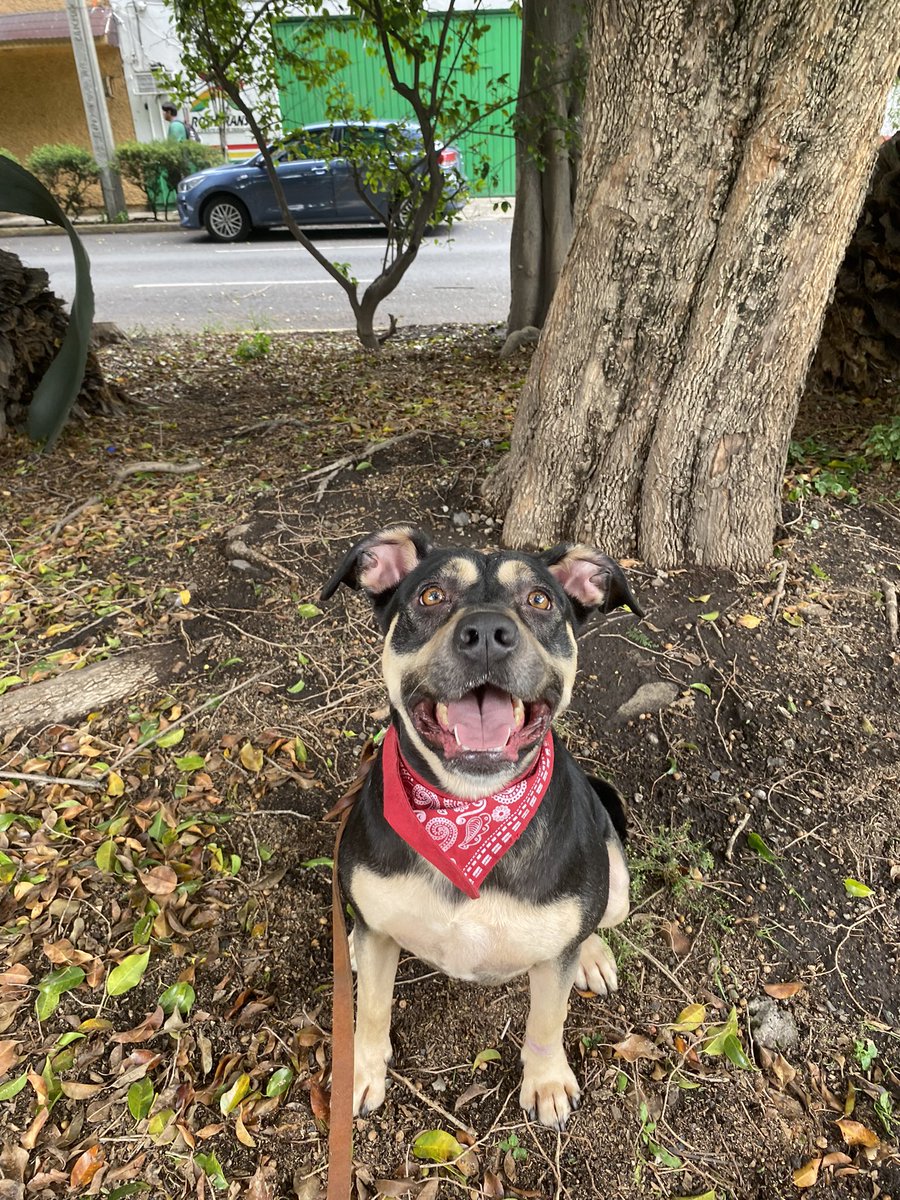 𝙷𝚎𝚕𝚊 𝙼𝚘𝚛𝚎 🐶 tweet media