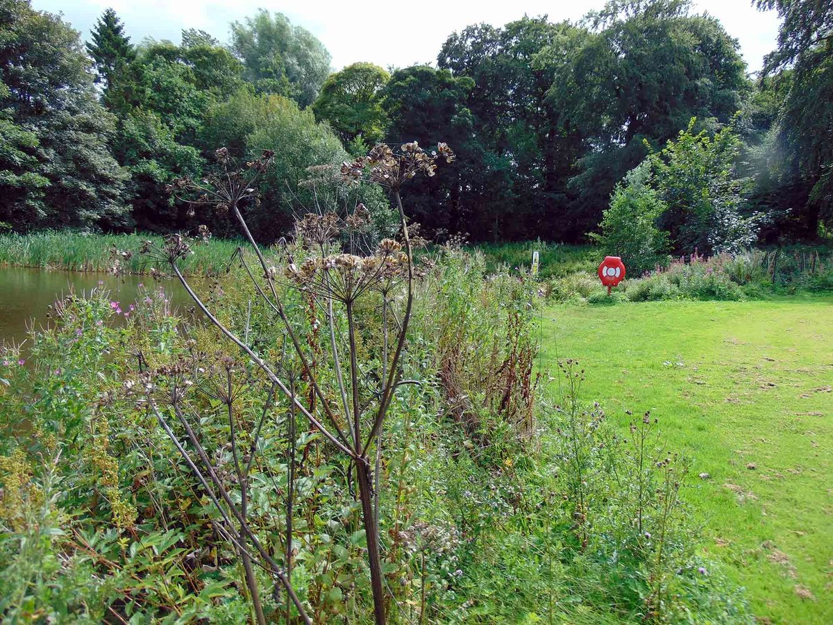 AnglingHall's tweet photo. Shotton Pond in August. Check out some new pictures on our main website: https://t.co/lz0OQ6YIMr https://t.co/3TeF88JdjH