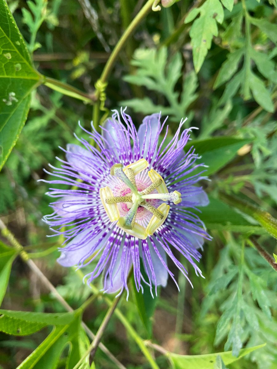smokeyrgreens's tweet photo. passionflower showing out 🌸 https://t.co/HAJNDUTDDD