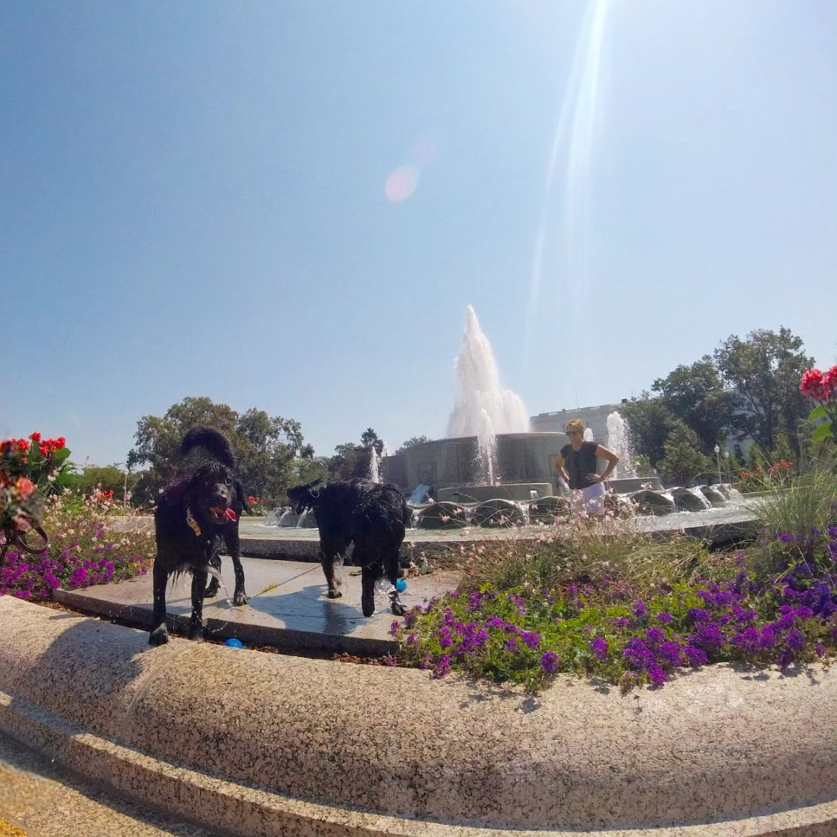Chris_Roell's tweet photo. Led my Hains Point/Capital Crescent/Metro Branch Trails Loop 35 mile #urbanadventure ride today! It's a fun little loop around #bikedc with so much to see in one ride. I think seeing the dogs playing in the #SenateFountain was the best! #washingtondc #uabicycleride #bikedcloop https://t.co/tv1fv9rR0g