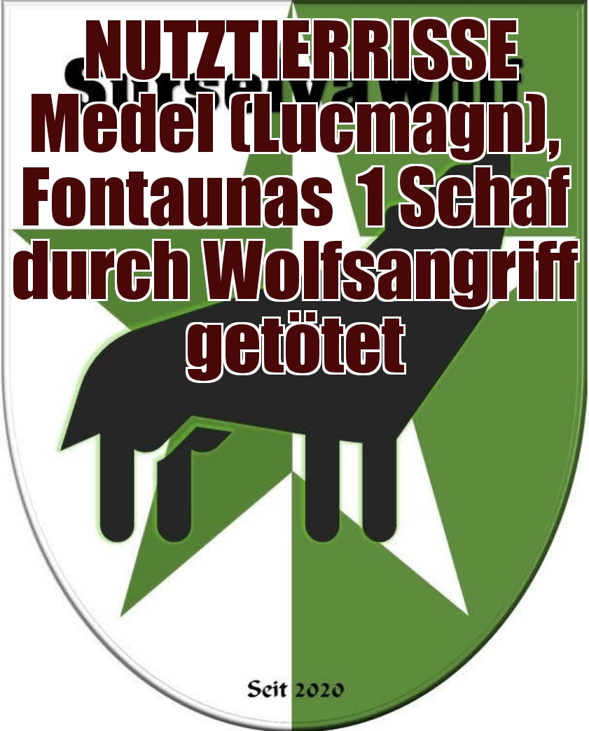 20.08.2023 Medel (Lucmagn), Fontaunas
1 Schaf durch Wolfsangriff getötet