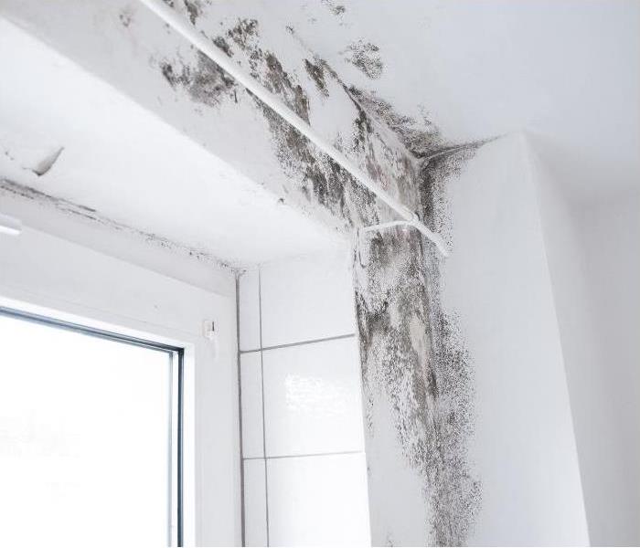 Humidity Can Cause Mold Damage in Your Home ow.ly/wuvM50Pv6yB #SERVPRO #SERVPROofCentralPhoenix #moldcleanup #remediationservices