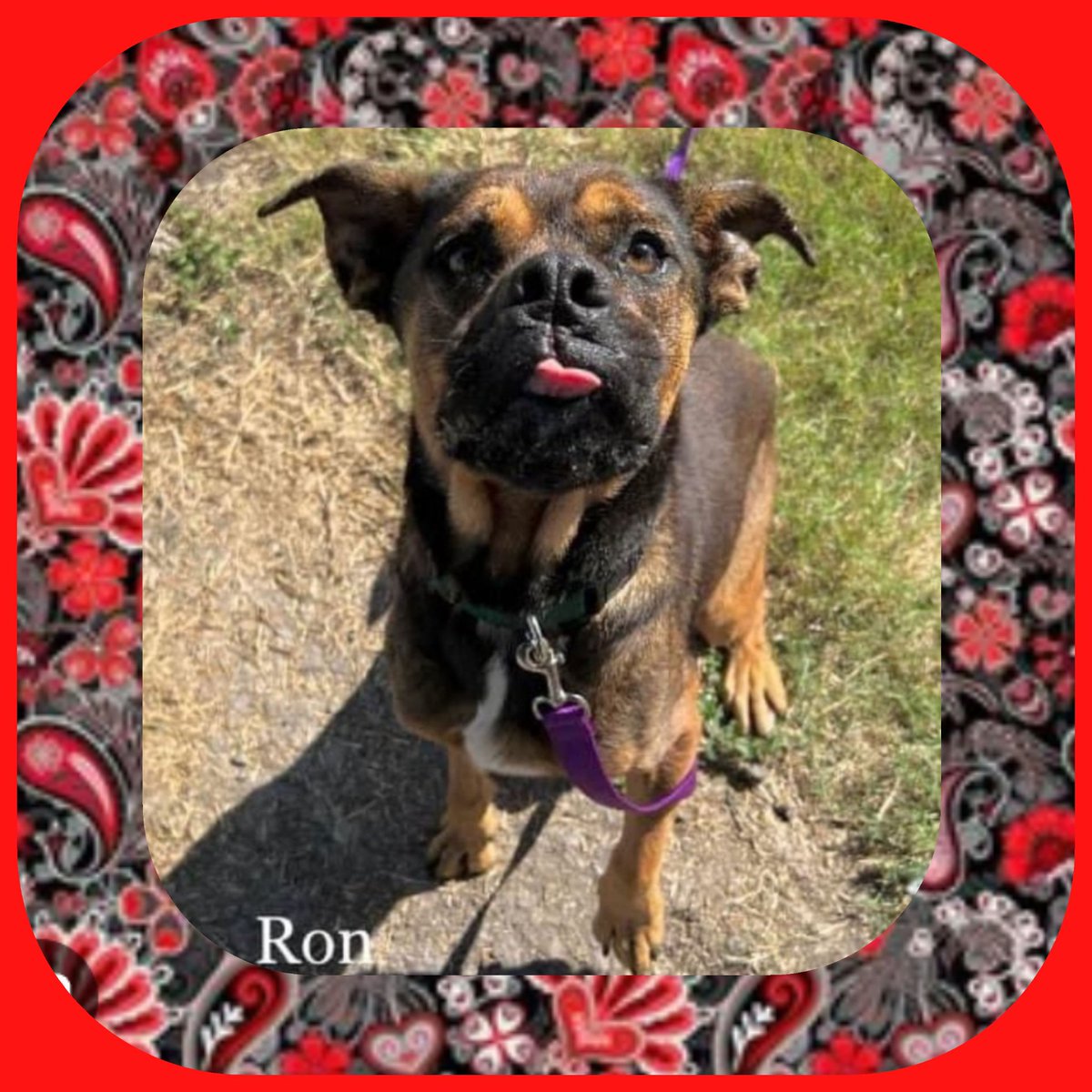 rothfarms's tweet photo. ππ¨ποΈ #SaveRON ποΈπ¨π
Contact CORPUS CHRISTI ANIMAL CARE π§ ccacsrescues@cctexas.com π 361-826-4630 ASAP! https://t.co/ZVtIpwFhpx