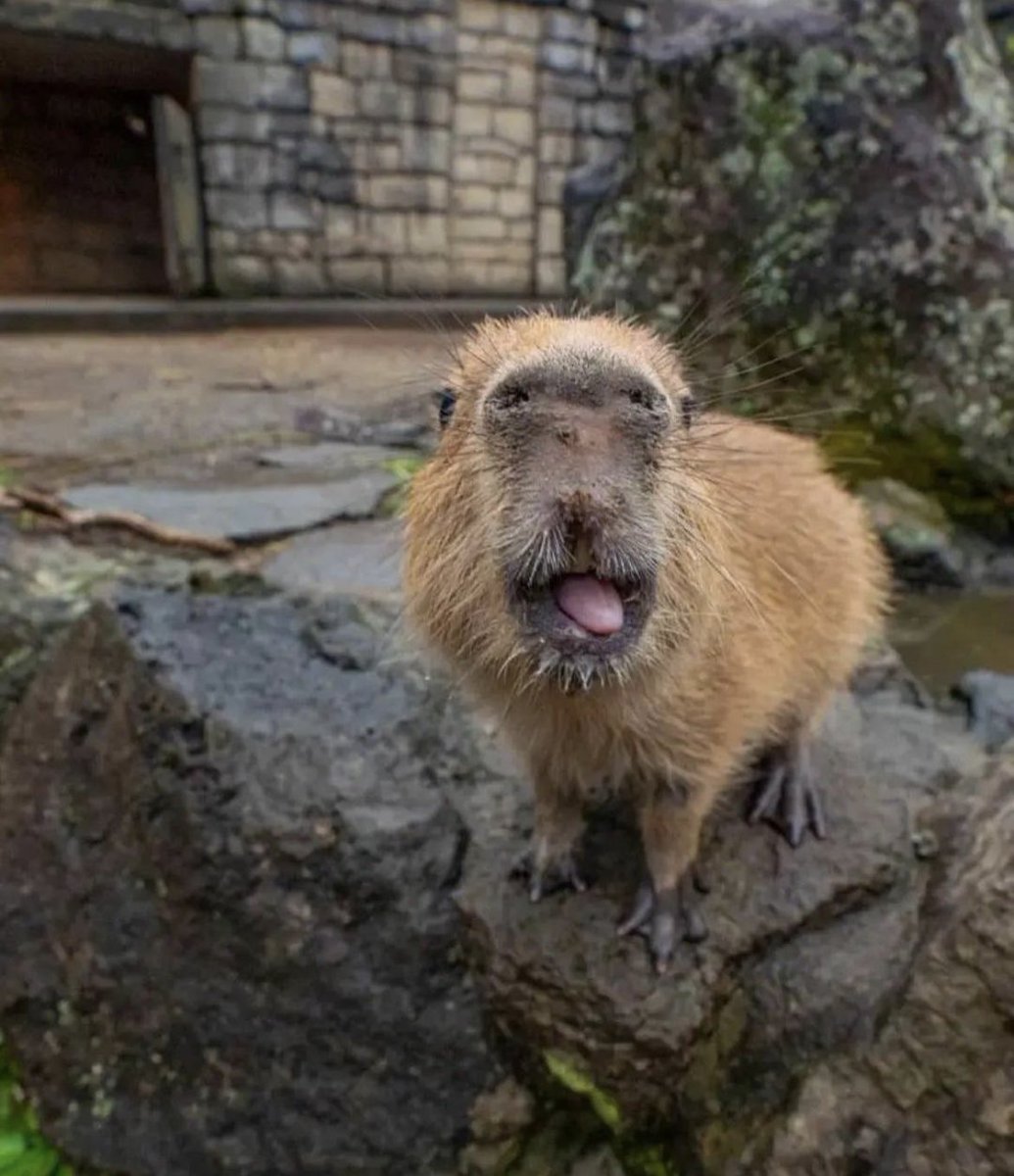 CapybaraCountry's tweet image. 👁️👅👁️