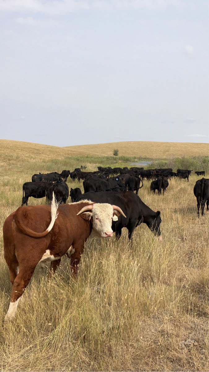 Chrisnoll_Sask's tweet photo. Making baldies #hereford #betteryourbeef @saskherefords @CAN_Hereford https://t.co/XmWxMz3qlL