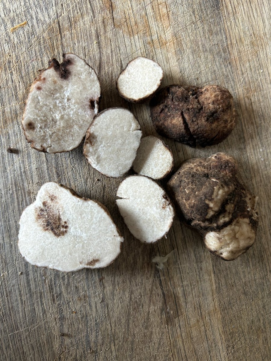 Ryan Stephens tweet media