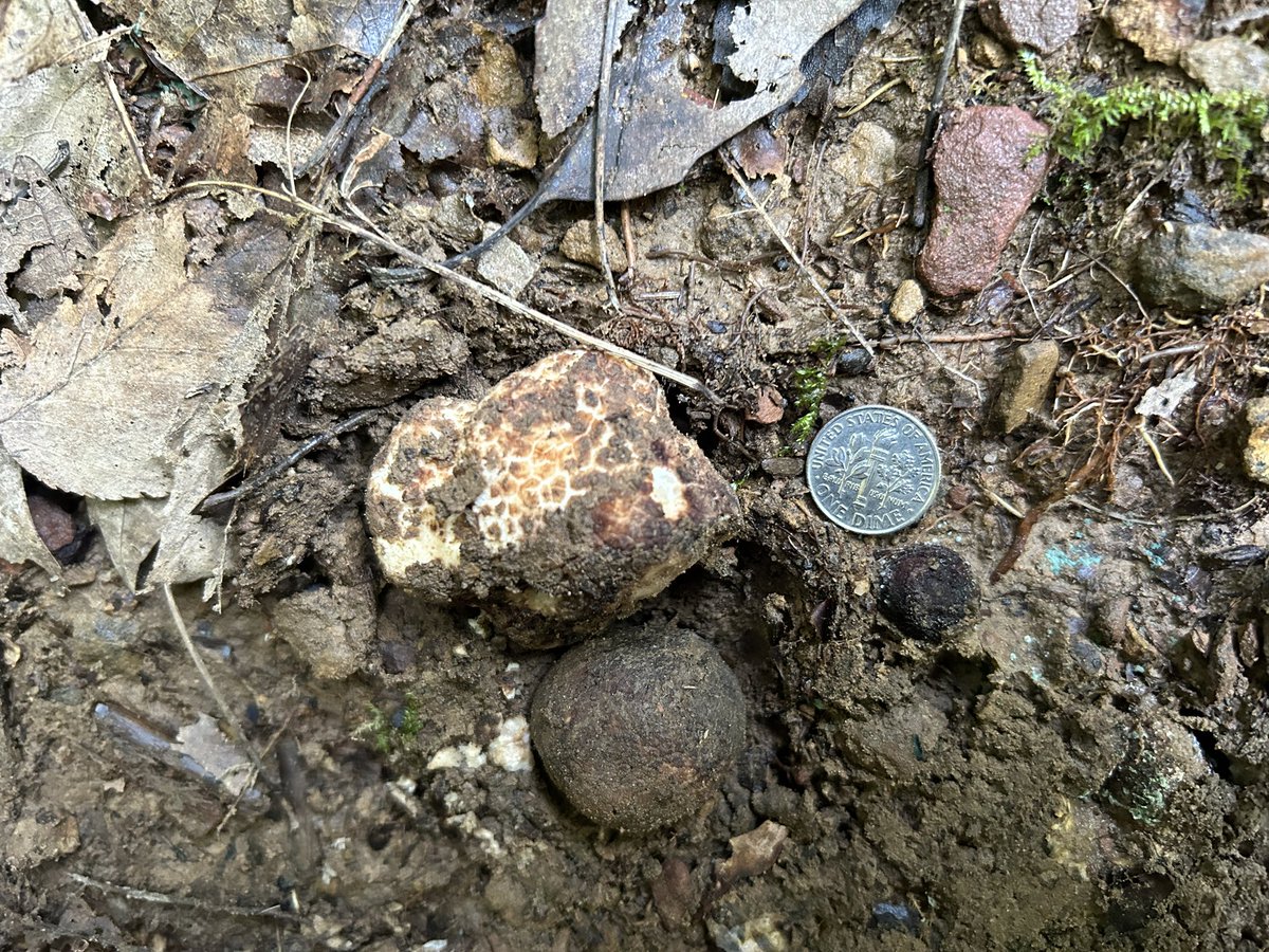 Ryan Stephens tweet media