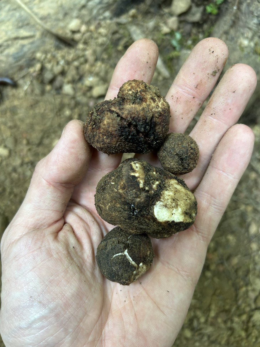 Ryan Stephens tweet media