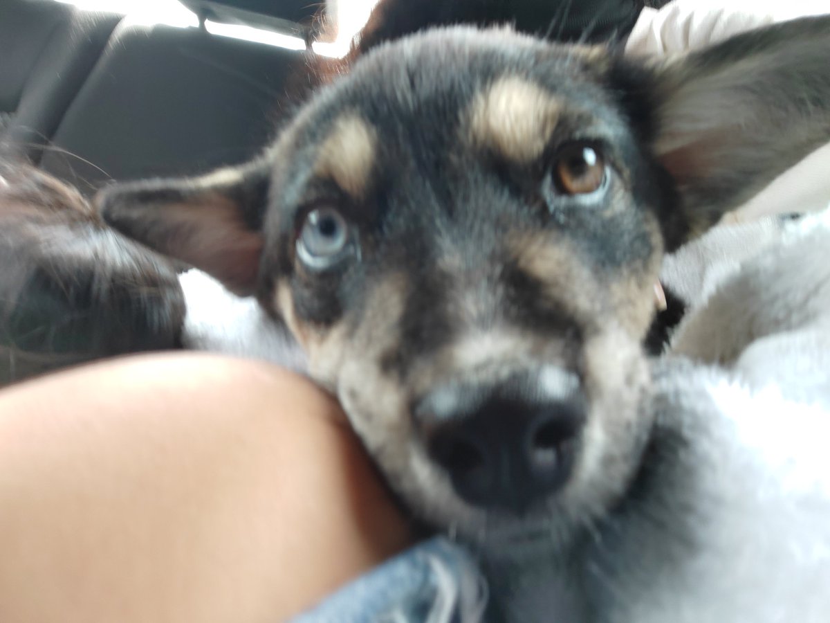 laximenasty's tweet photo. Anoche kirita se fue al cielo de los perros 😭😭😭 bebita fue muy fuerte y luchona, te dimos todo el amor posible Kira te vamos a extrañar mucho 😞 https://t.co/yhEvwQLJsd