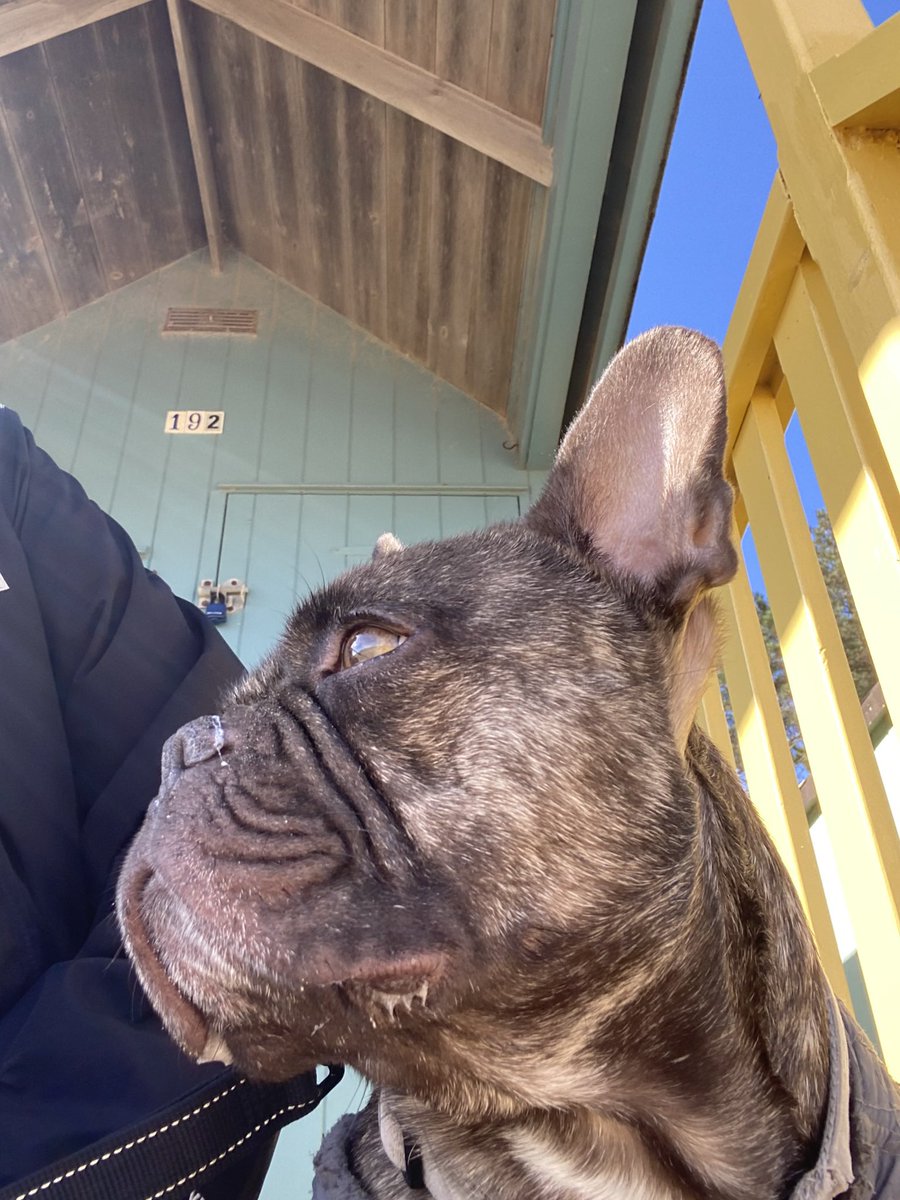 chefcreed tweet media