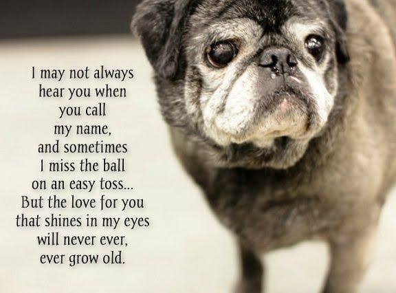 pug_loverr's tweet photo. I may not always her you when you call my name and sometimes I miss the ball on an easy toss but the love for you thar shines in my ever
#dog #puglove #dogs #pugworld #pugdog #pugnation #pugoftheday #instapug #puglovers #cute #dogsofinstag #lovedogs #dogsofinstagram https://t.co/AEd7JHcbL7