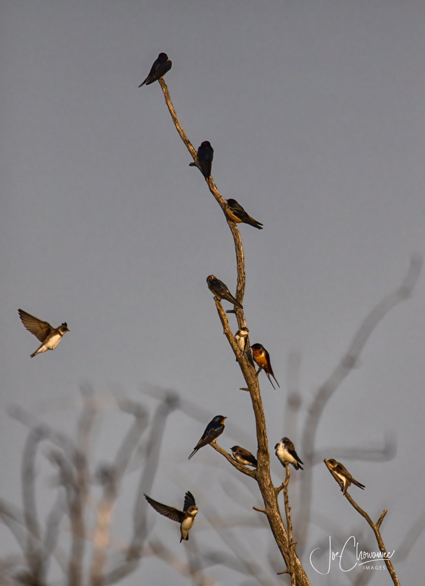 And there were a massive number of swallows massing up at Lois Hole - getting ready for trip south. There were a few hundred (prob. 200-300) swarming the wetlands. #bird #birds #nature #wildlife #yeg #canon