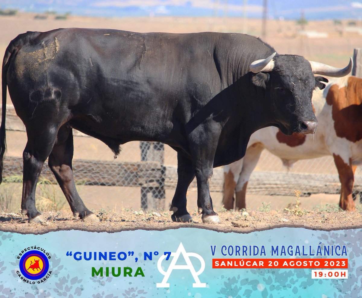 Extraordinario el toro de Miura. Quizás el toro más completo que he visto en esta ganadería. Humillación, profundidad y bravura. Un espectáculo. 

Guineo, indulto en Sanlúcar de Barrameda.