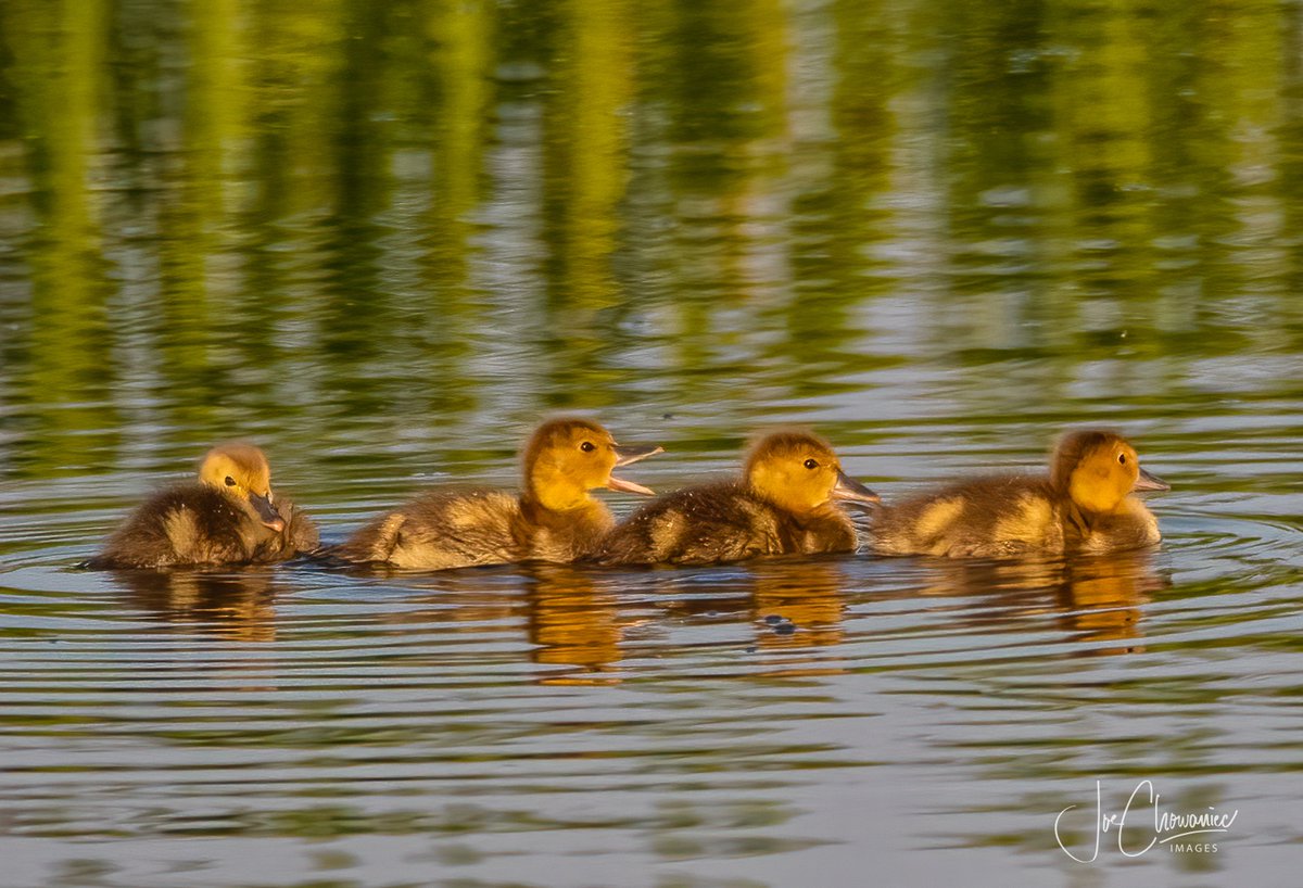 and the last thing I expected to see this morning were this cute little guys. They have a lot of growing to do in a short period of time. #nature #wildlife #bird #birds #ducks #cute #canon #yeg