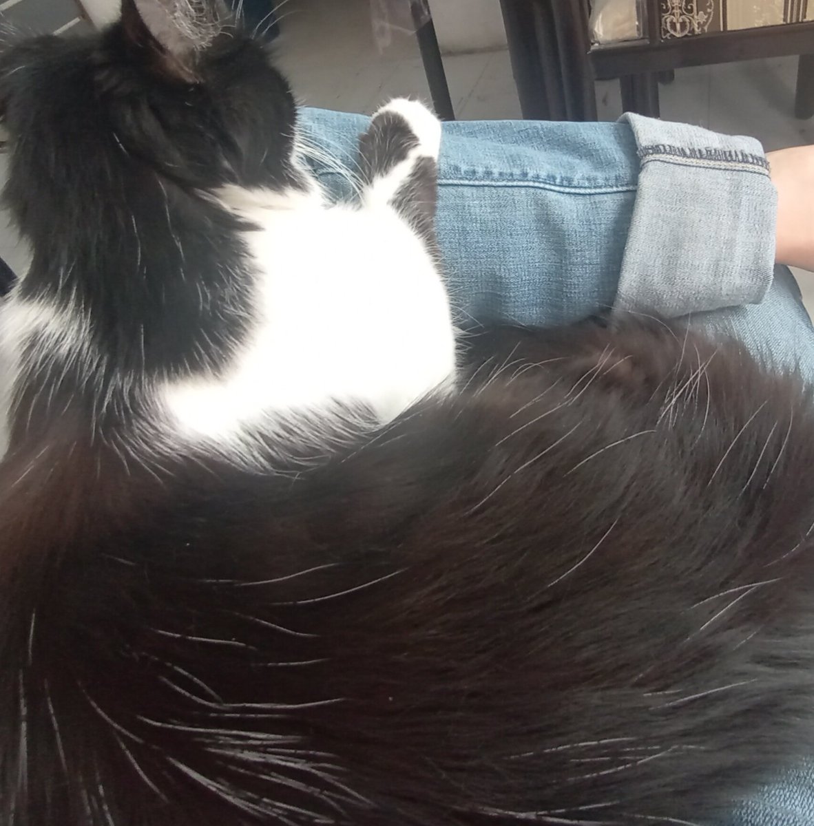verva03's tweet photo. Un gatito panzón sentado en mis piernas #Thulhu, me impide hacer mis cosas.
Que conste que yo tenía toda la intención de no andar de huevas. https://t.co/mopVmQTpL8