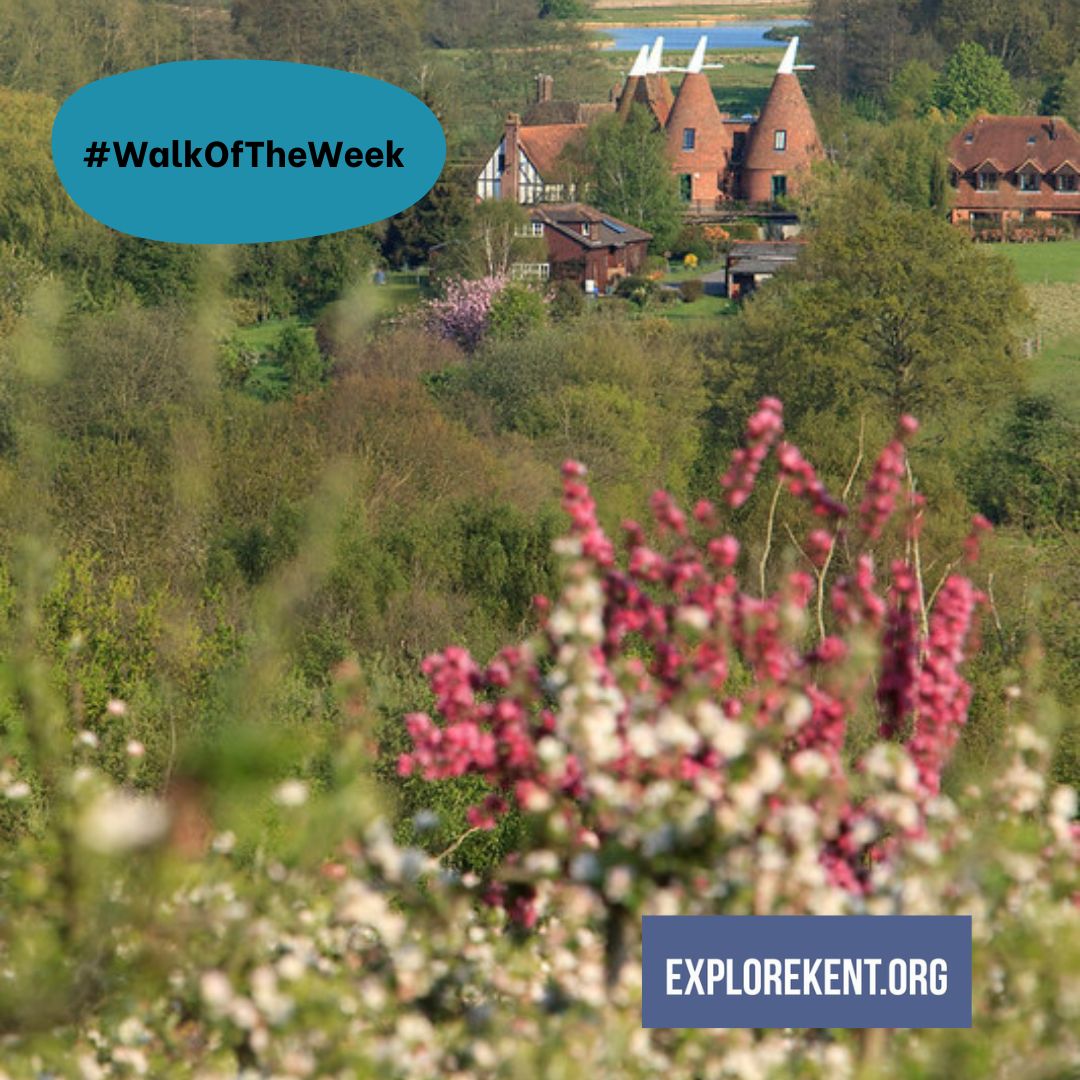 ExploreKent's tweet photo. Did you try our latest circular #WalkOfTheWeek from Horsmonden?
See the best of this important fruit growing area. It offers tremendous views over the High Weald, the Greensand Ridge as well as the valleys of the rivers Teise and Medway.
https://t.co/eFK1hcxpd0
#ExploreKent https://t.co/nc8bOt0EY5