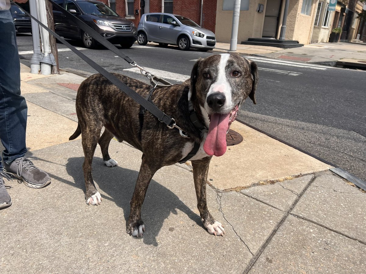 saragoldrickrab's tweet photo. Another beautiful #Sunday in #Philadelphia. These are all from homes around 4th and Mantua on our walk with #WarrenBaderHarris the #rescuedog https://t.co/pTWbeNiC6L