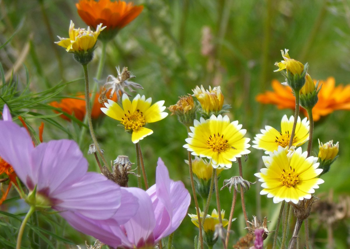 HARTResearch's tweet image. 🌼🌿A cluster of coastal #tidytips (Layia platyglossa; Asteraceae) found in a French #meadow a few years ago to send gentle #Sunday thoughts to all the #wildflower #Flowers team🌼🌿💜 @sjholt50 @VenetiaJane @LisaMSutch @christinedemar @chernorris #wildflowerhour #SundayYellow 🌼