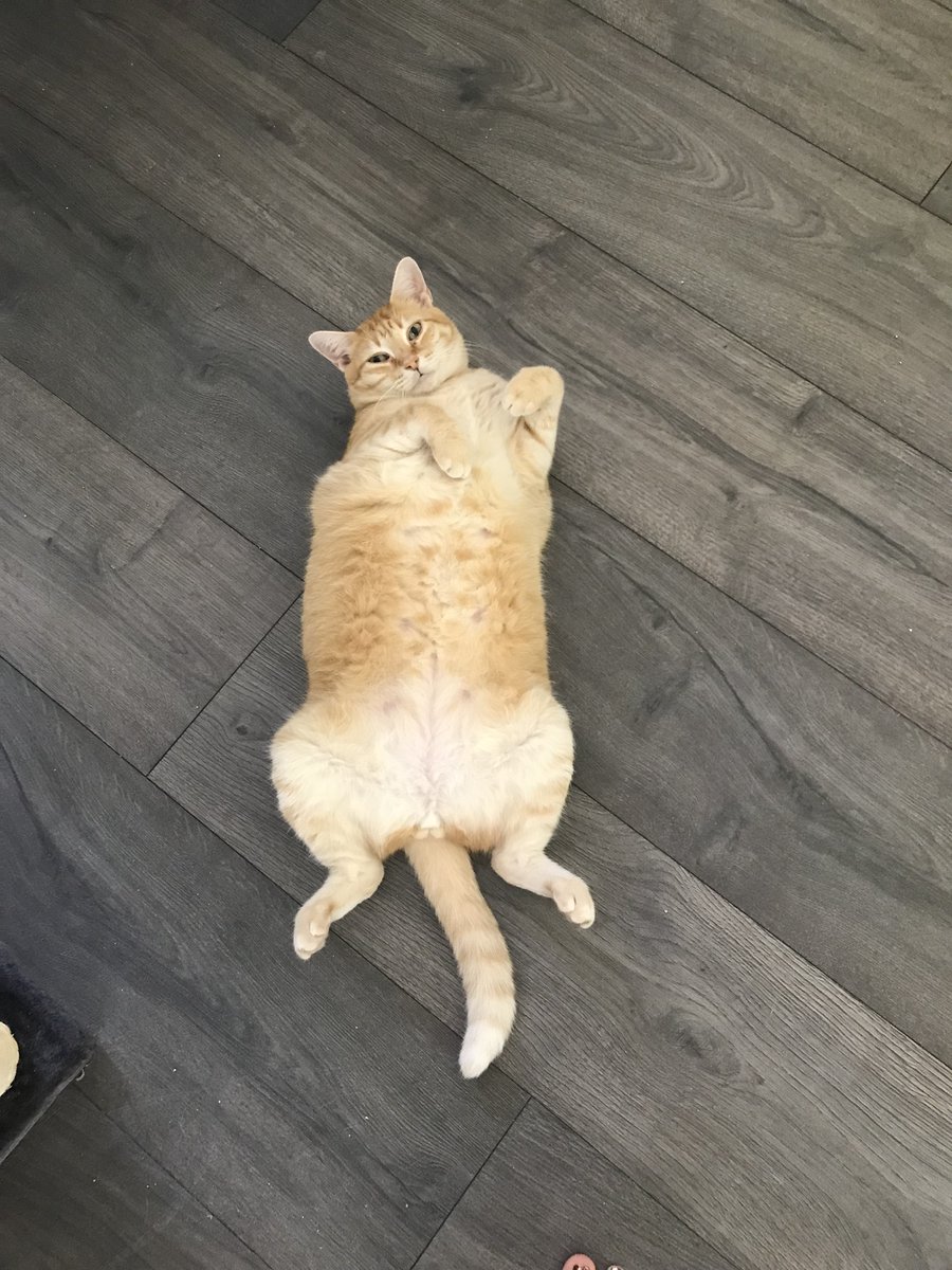 AskMrFrisky's tweet photo. There is a concept called shokunin which refers to someone deeply dedicated to their craft, always striving for perfection.
Linus #cat dedicatedly follows this concept in the pursuit of the #purrfect #bellyfloof pose ๐น https://t.co/Il3X60WyWu