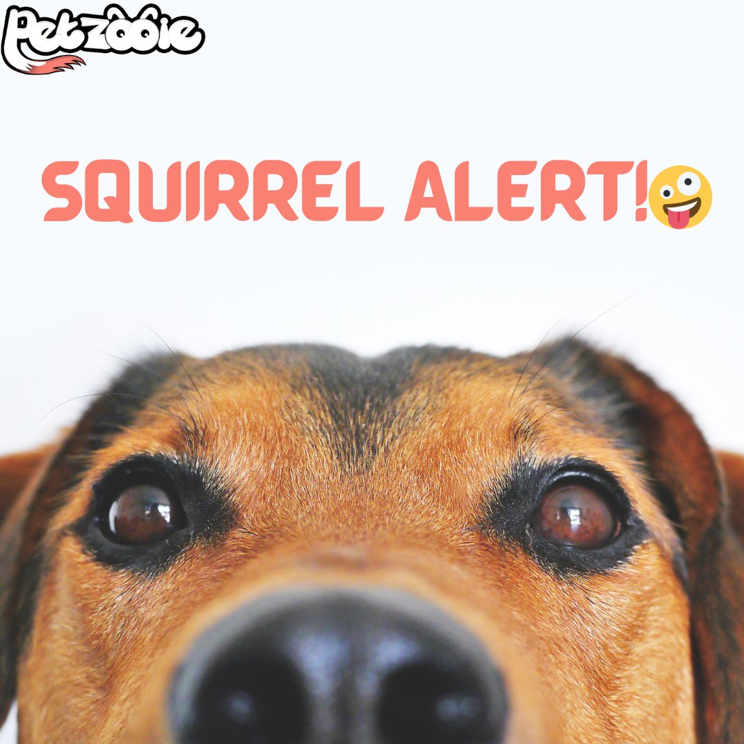 Petzooie's tweet photo. Learn more About Pets from Here:
https://t.co/1zga7H4dzE
#petsofinstagram #doglovers #catsoftheday#puppylove #instapets #petvideos #petsarefamily #furbabies #petselfie #petobsessed
#petfluencer #cuteandfurry #petmagic #animallovers #petcommunity #adorablepets #petinspiration https://t.co/FPhGQIu7ZR