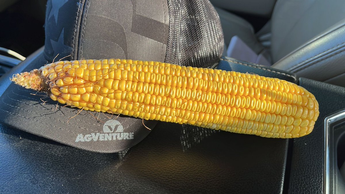 Our rough and tough 113 day, AV7913AM is entering the homestretch at <a href="/620Custom/">Nic Koehn</a> ! Great companion to our new 112 day AV7012AM.