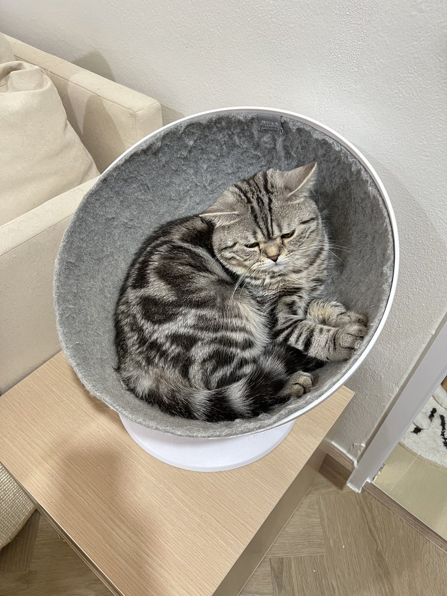 ฝันดีงับ