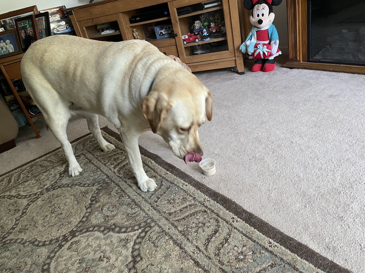 SignalSophie's tweet photo. Mom said I had been good this morning, so I got a treat! A #dogster ice cream, my fave, peanut butter flavor! Yummy! #dogsoftwitter #happypuppy https://t.co/pNi8qY1NJX