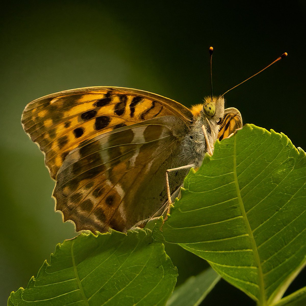 amlarsen's tweet photo. En litt annen sommerfuglvinkel enn vanlig, kanskje 😁 Han prøvde å gjemme seg, men jeg så’n nok. #keiserkåpe #silverwashedfritillary #argynnispaphia https://t.co/iFJoBsPOdg