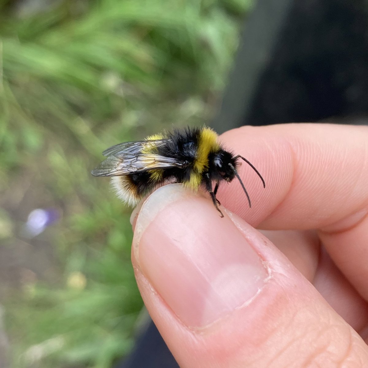 A nice afternoon spent visiting sites in the North Pennines for the Broken-belted Bumblebee 🐝