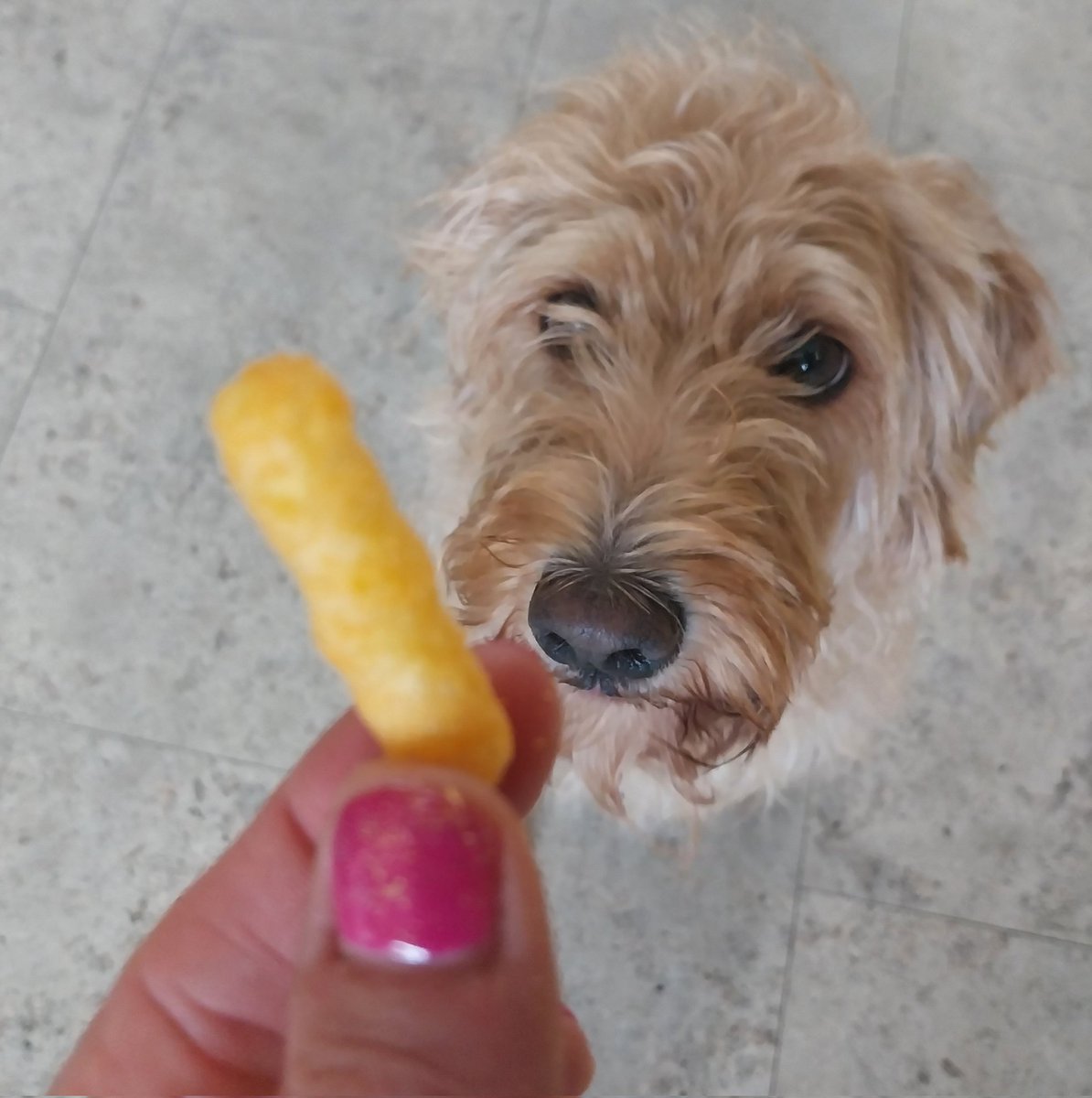 practical_j_o's tweet photo. @NiallHarbison Zoey got extra chicken... and her favourite wotsits. We loved Tina. ❤️ https://t.co/9iZeiX6FW4