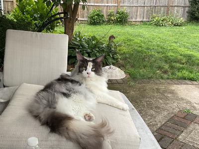 CoonCatNation's tweet photo. Gorgeous Diamond Girl ❤️ ➤ https://t.co/4tN1sDDhzD 🐾🐾 #CatsofTwittter #pets #mainecoon https://t.co/wurI6b2MkR