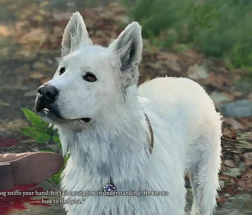 SkiaObsidian's tweet photo. Hope you're keeping well, friend♡

Scratch is so amazing and he looks so much like my irl doggie, Sif!♡ 

#baldurgate3 #bg3scratch #goodestboi https://t.co/SiooO5QR8K