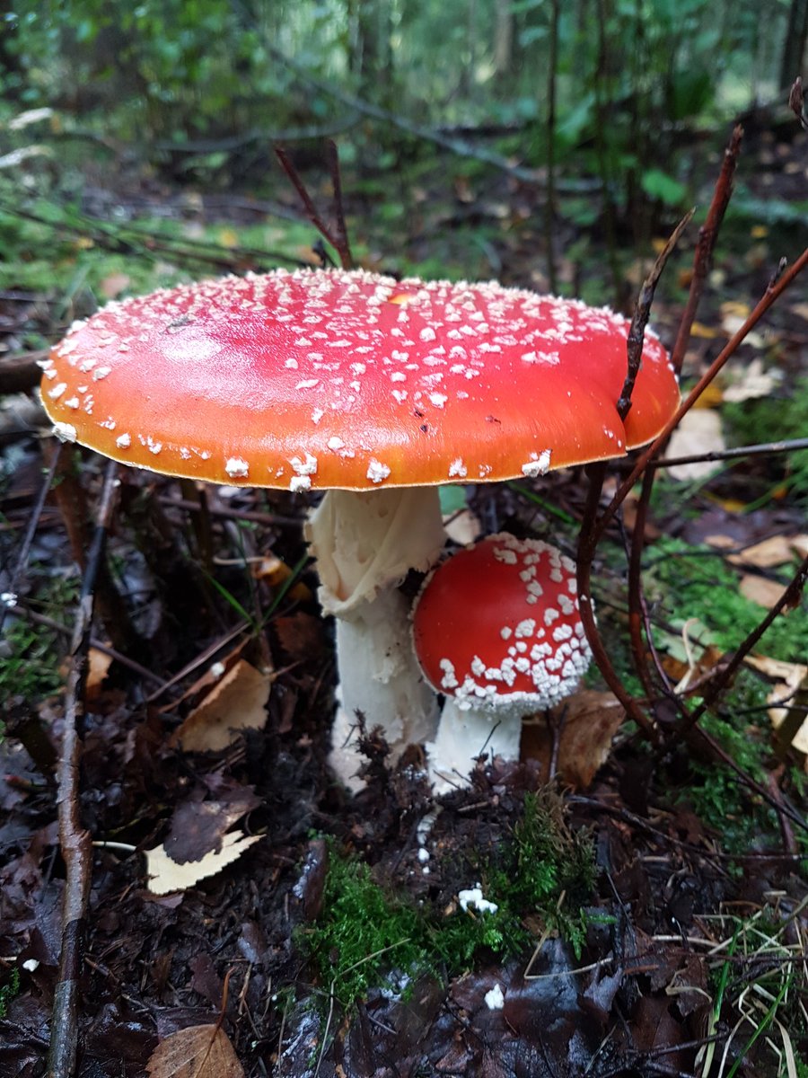 Agneta Blomqvist tweet media