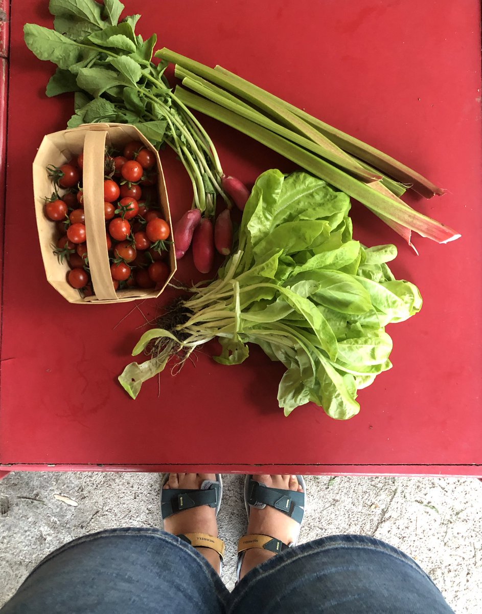Back in my hometown, gathering fresh produce for tomorrow’s supper. #Summeratthegarden #30C #Poznań 🇵🇱☀️👌