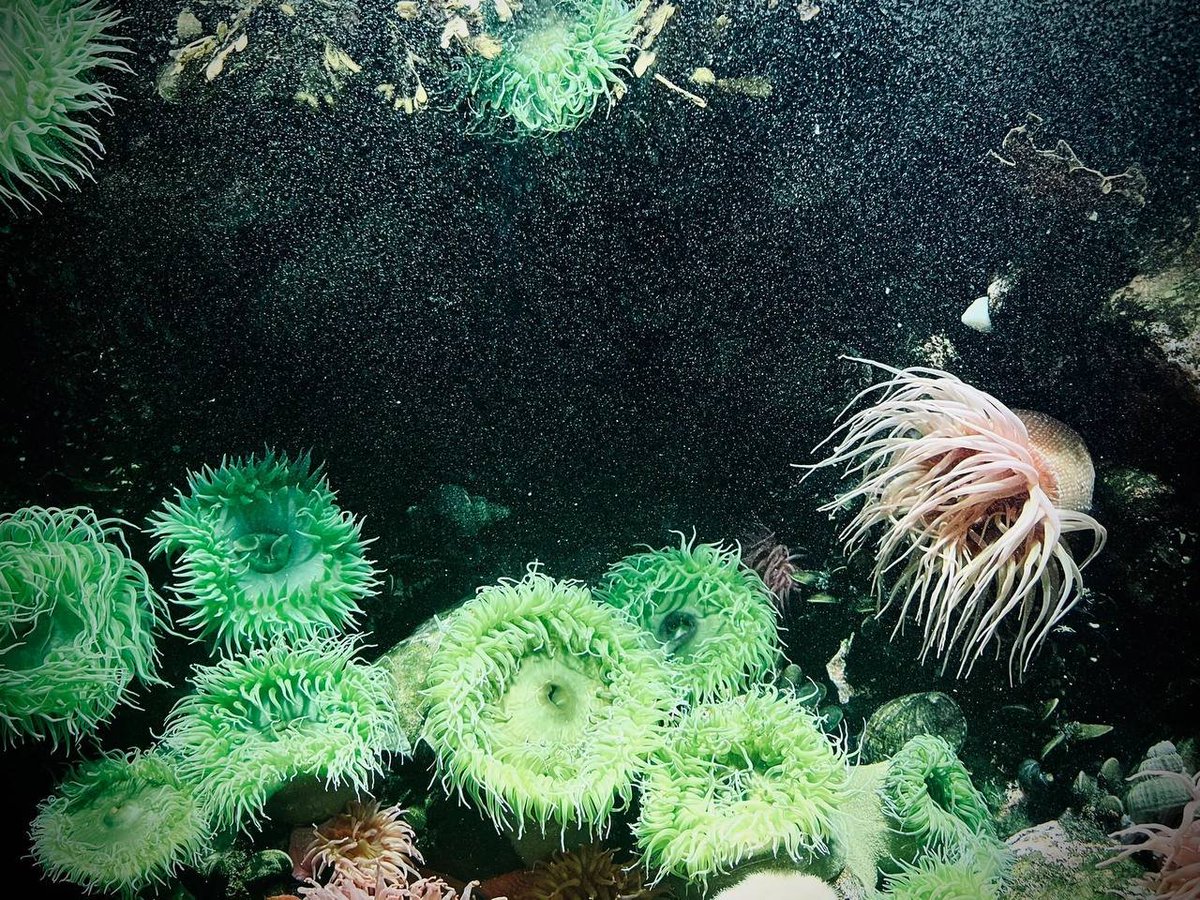 IceXcoin tweet media