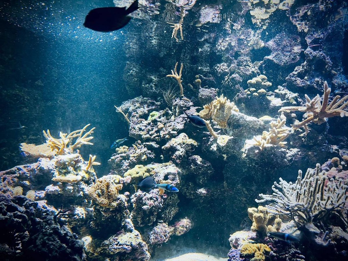 IceXcoin tweet media