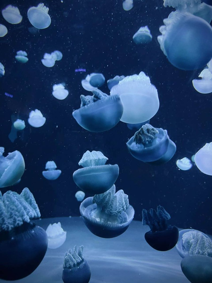 IceXcoin tweet media